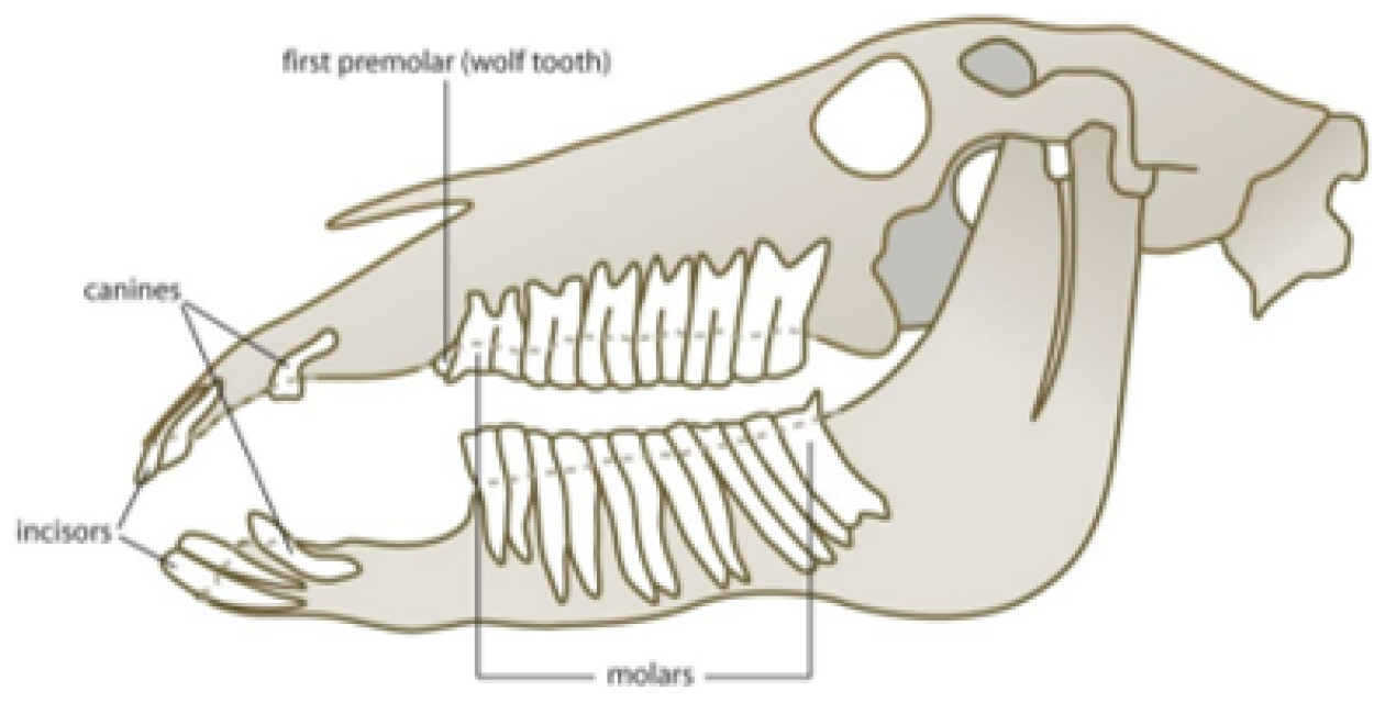 Dental image